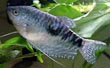 Blue Gourami